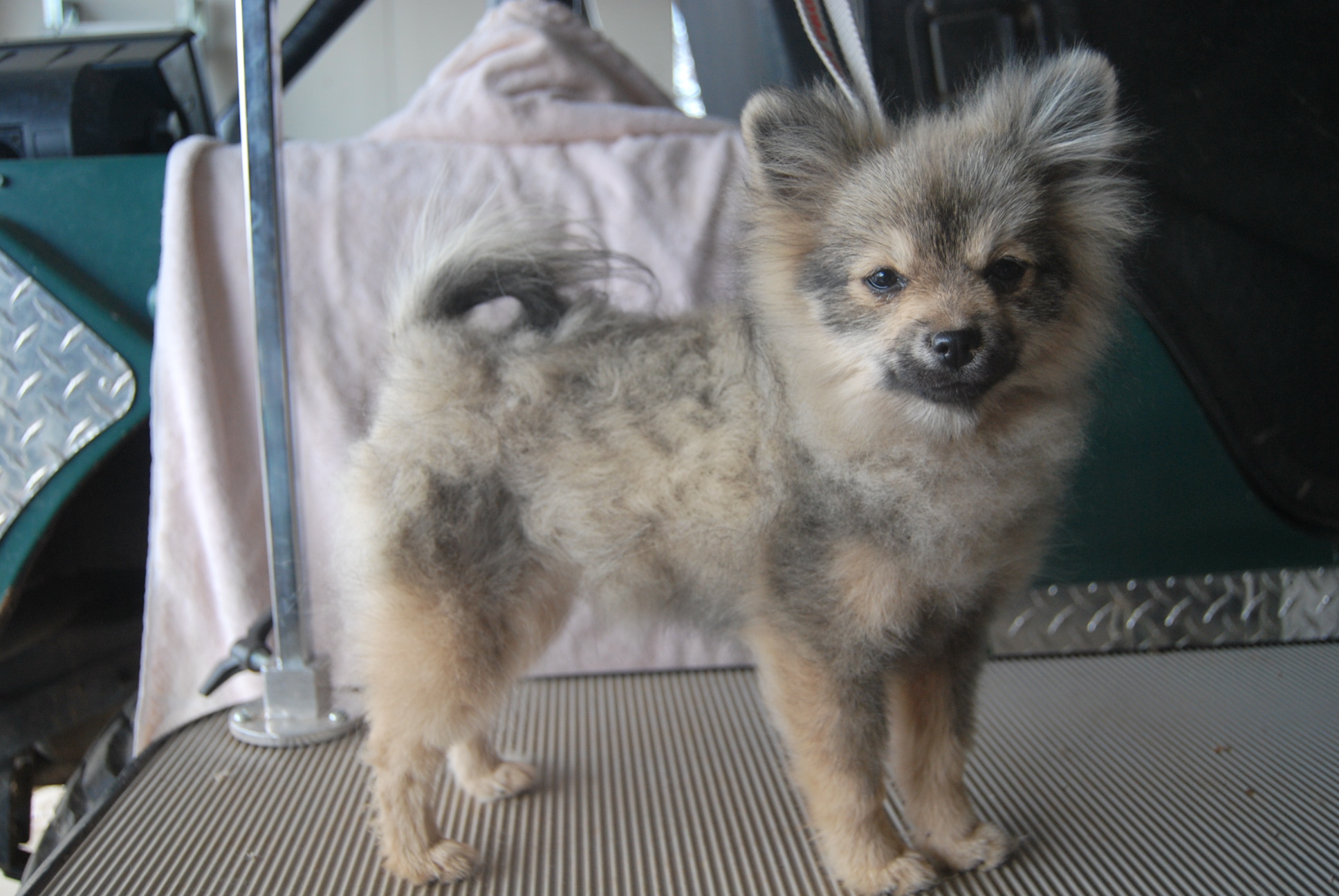 Pom puppy uglies hotsell