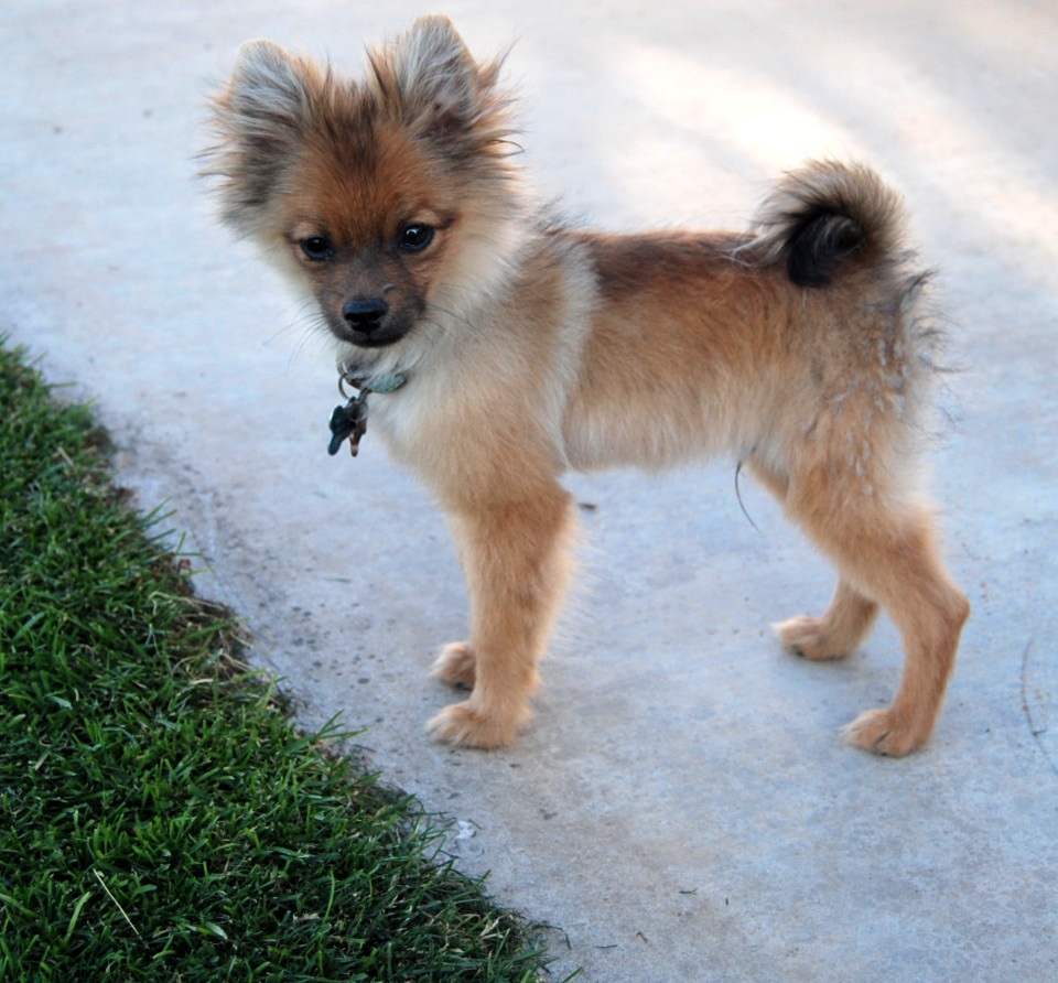 pomeranian puppy ugly