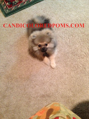 Candis pomeranians live new arrivals
