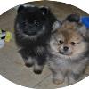 TINSEL AND KODAS PUPS