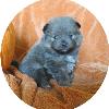 GLITTERS BLUE SABLE PUP